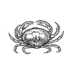 The crab. A hand-drawn vector graphic illustration. Black and white image of seafood. Isolated from the background. Perfect for menus, recipe books, packages, labels, and more.