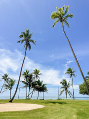 Naklejka premium palm trees on the beach