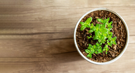 Mint grows in a pot, decorating the interior, creating an eco-friendly environment in the room, and creating a spring mood