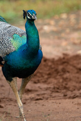 Fototapeta premium Blue peacock Sri lanka yala park
