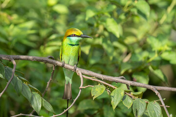 Green Bee-Eater birds perched on a branch are looking for insects to be eaten