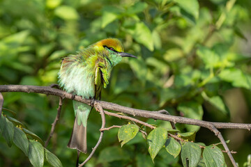 Green Bee-Eater birds perched on a branch are looking for insects to be eaten