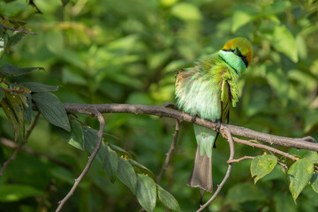 Green Bee-Eater birds perched on a branch are looking for insects to be eaten