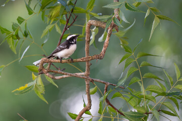 Obraz premium White-browed fantail on branch in nature.