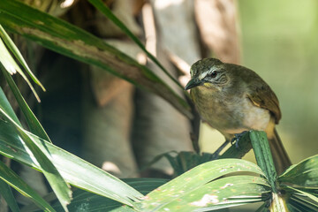 White-browed bulbul sitting on a tree branch