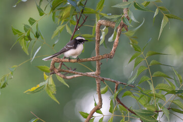 White-browed fantail on branch in nature.