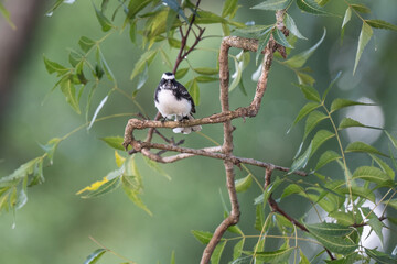 White-browed fantail on branch in nature.