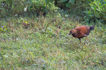 Sri Lankan national bird Ceylon Junglefowl in Yala national park