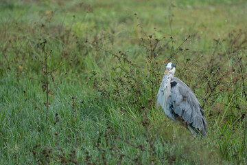 Grey heron in sunlight in fresh mowed meadow.