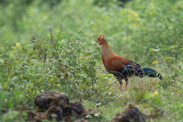 Sri Lankan national bird Ceylon Junglefowl in Yala national park