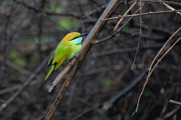 Green Bee-Eater birds perched on a branch are looking for insects to be eaten
