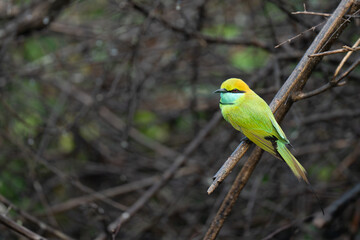 Green Bee-Eater birds perched on a branch are looking for insects to be eaten