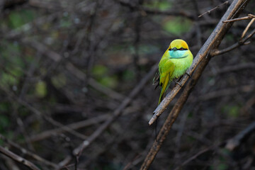 Green Bee-Eater birds perched on a branch are looking for insects to be eaten