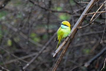 Green Bee-Eater birds perched on a branch are looking for insects to be eaten