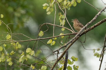 birds living in their natural habitat