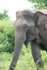 close up on eye of an elephant