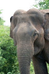 Fototapeta premium close up on eye of an elephant