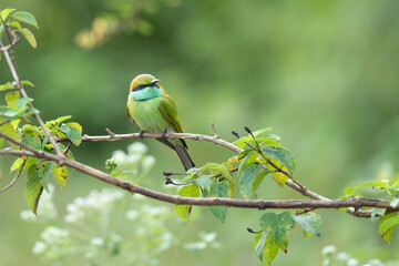 Obraz premium Family of the green bee-eater perched on the tree branch