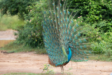 Obraz premium A beautiful peafowl in a park with trees in the background