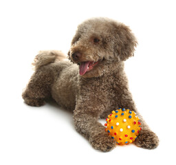 Cute dog with toy on white background. Adorable pet