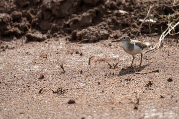 Common sandpiper  feeding on the ground in nature