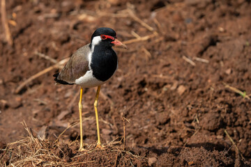 Red-wattled lapwing on an open field 