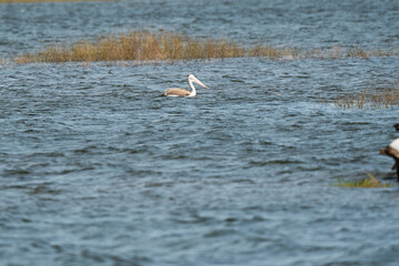 Spot-billed pelican on the lake