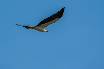White-bellied sea eagle  in flight in blue sky