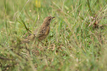 Paddy Field Pipit (Anthus rufulus) bird standing on grass
