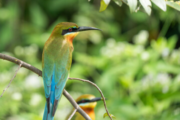 Blue-tailed Bee Eater in Sri Lanka