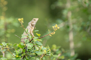 Oriental garden lizard in close up view with blurry background