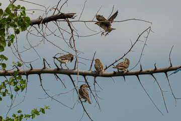 Sparrows in the Evening