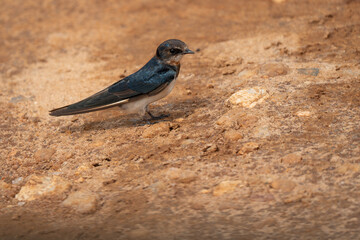 Barn swallow on ground