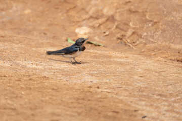 Barn swallow on ground