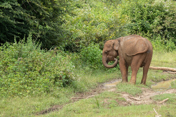 Wild elephant sri lanka yala