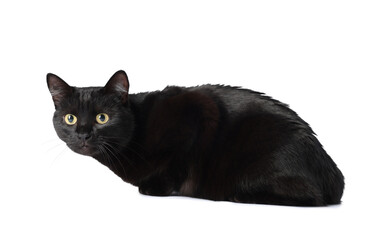 Cute black cat on white background. Adorable pet