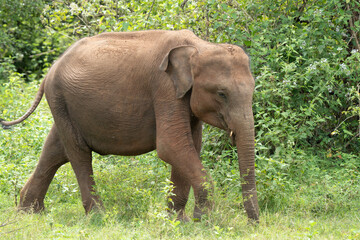 Wild elephant sri lanka yala