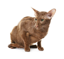 Cute Oriental Shorthair cat on white background. Adorable pet