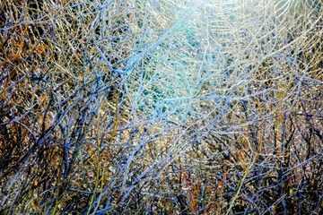 close up of winter bush and branches 