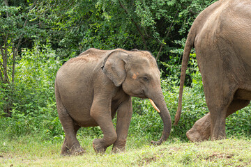 Fototapeta premium Parent and child of elephants in yala national park