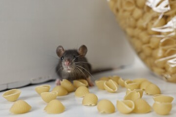 Grey rat looking for food on white table. Pest control