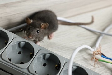 Rat near power strip on floor indoors. Pest control
