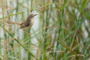 Plain Prinia Latin name: Prinia inornata