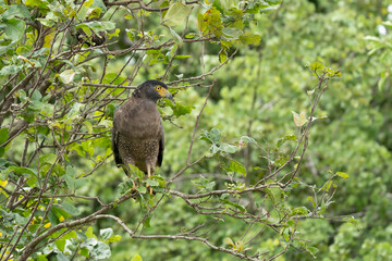 serpent eagle bird looking for the food