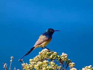 bird against blue sky
