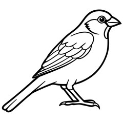 Sparrow Bird Vector Illustration - Cartoon, Clipart & Line Art Design on White Background, Sparrow bird vector illustration in cartoon, clipart, and line art style with a white background.