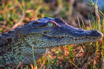 alligator in the swamp