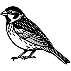 Sparrow Bird Vector Illustration - Cartoon, Clipart & Line Art Design on White Background, Sparrow bird vector illustration in cartoon, clipart, and line art style with a white background.