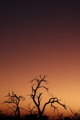tree at sunset 