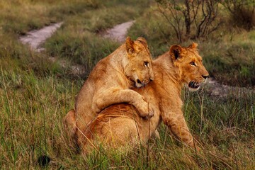 lion brothers playing 